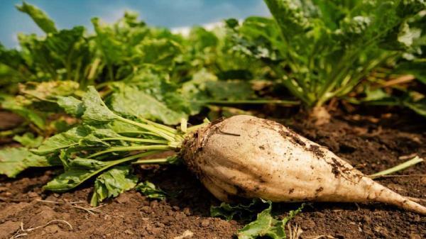 خراسان شمالی؛ مشتری چغندرقند گلستان خراسان شمالی؛ مشتری چغندرقند گلستان